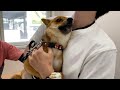 久しぶりの注射に怯える柴犬いちご