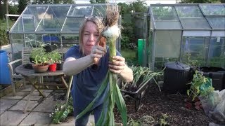 Jane's Allotment June 15th 2019 - garlic harvest, blight defences and a much edited chat!