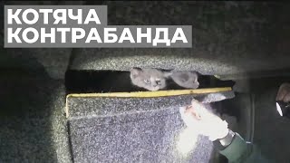 😺Котяча контрабанда: українець заховав у мікроавтобусі кошенят-нелегалів