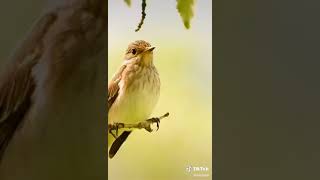 amazing video Bird and snake