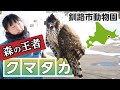 クマタカのフライトガイド（冬の釧路市動物園）@北海道釧路市  Mountain hawk flight…