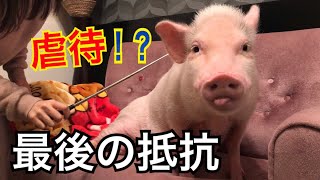 【ミニブタ】つくね君、最後の抵抗… Mini Pig