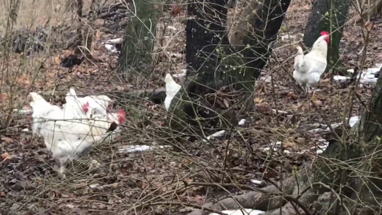 Cedar Hill Marans - Splash Marans 2020