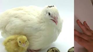 Making Money with Coturnix Quail - Selling Hatching Eggs