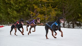 The Remarkable Talents of Doberman Pinschers