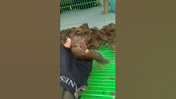 Chuyên sỉ và lẻ các dòng sóc baby sóc bông sóc đất 0985510877 trại sóc đình nguyên