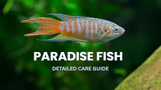 PARADISE FISH DETAILED CARE GUIDE | FOR BEGINNERS AS WELL AS EXPERIENCED FISH KEEPERS
