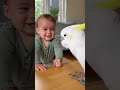 Funny 😂 talking Parrot 🦜 #talkingparrot #funny #parrot #ai #fyp 