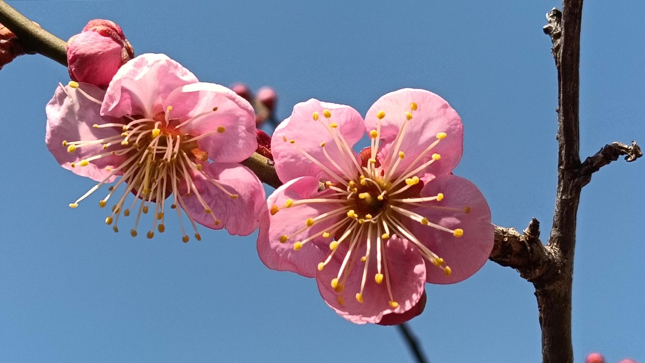 2026.2.13　高岡公園マレット場　紅白の梅がキレイに咲いた