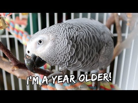 My Bird's First