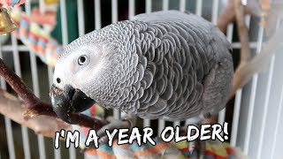 My Bird's First Day As A 2 Year Old | Vlog #886