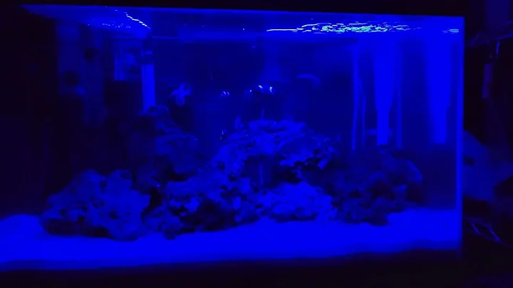 FOWLR Tank: Night Feeding (Fish Only with Live Rock)