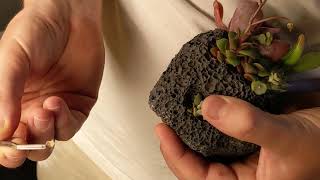 Pruning and watering your succulent arrangements