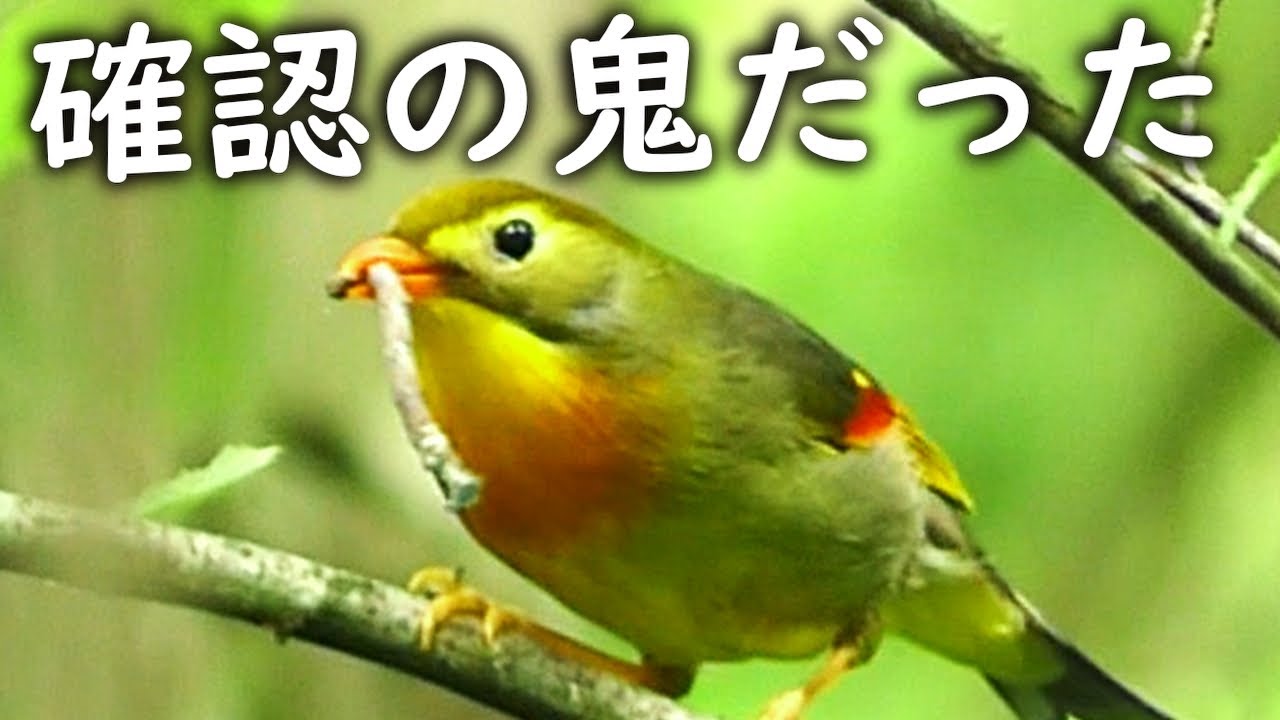 ソウシチョウ の 鳴き声