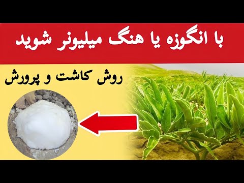 با کشت این گیاه میلیونر شوید روش کاشت و پرورش هنگ یا انگوزه