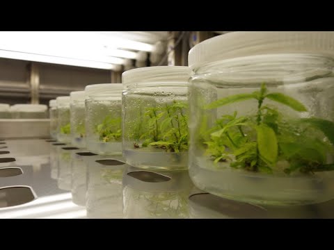 Plant Micropropagation -101 「Orchid Tissue Culture」