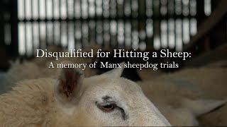 Getting Disqualified for Hitting a Sheep: A memory of Manx sheepdog trials