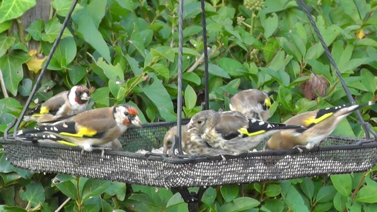 goldfinch juvenile day 2014 in my garden youtube