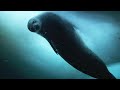 Weddell Seals: Antarctica&#39;s Permanent Resident | Snow Animals | BBC Earth