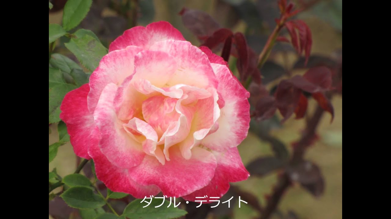敷島公園ばら園 秋のバラフェスタ Shikishima Park Rose Garden Autumn Rose Festa Youtube