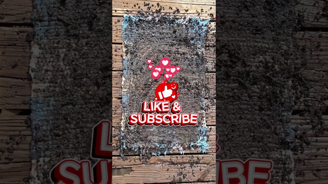 Relaxing Rug Cleaning Marathon | 55 Minutes of Sudsy Scrubbing