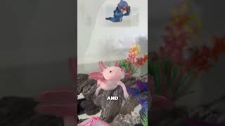This Animal Can Regrow Its Own Organs 😳🧬 #shorts