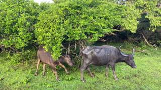 Kumana National Park Sri Lanka