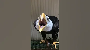 صوت النسر الأصلع الأمريكي صوت صوت جميل صوت العصافير صوت الطبيعة فيديو فيديوهات طيور 