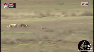 Chaparra De Triki Con Collar Rojo Vs Corina De Martos Con Collar Blanco