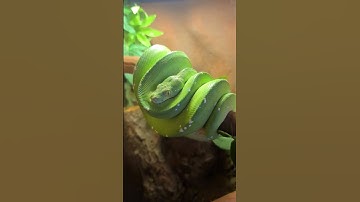 Ozzy /Morelia Viridis/ GTP /Green Tree Python Bioactive Setup.