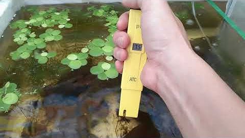 Các khâu cần chuẩn bị trước khi thả tép giống I Trại Tép Màu Đồng Tháp.