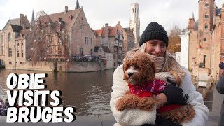 We took our Cavapoo Puppy on Holiday to Bruges!