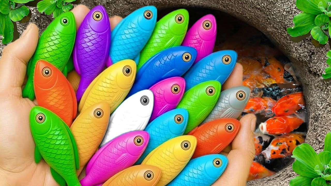 Catch beautiful aquarium fish in small pond baby turtles, eel, pencil fish, guppies,koi,puffer fish🐬