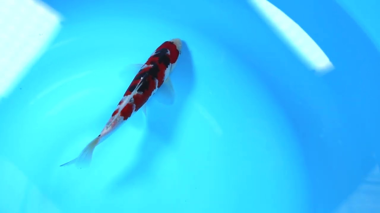 第5回ライブ鯉カップ Part I】260208-088の出品鯉のご紹介！！ - YouTube