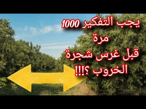   لا تغامر كثيرا قبل غرس الخروب تعرف على السبب