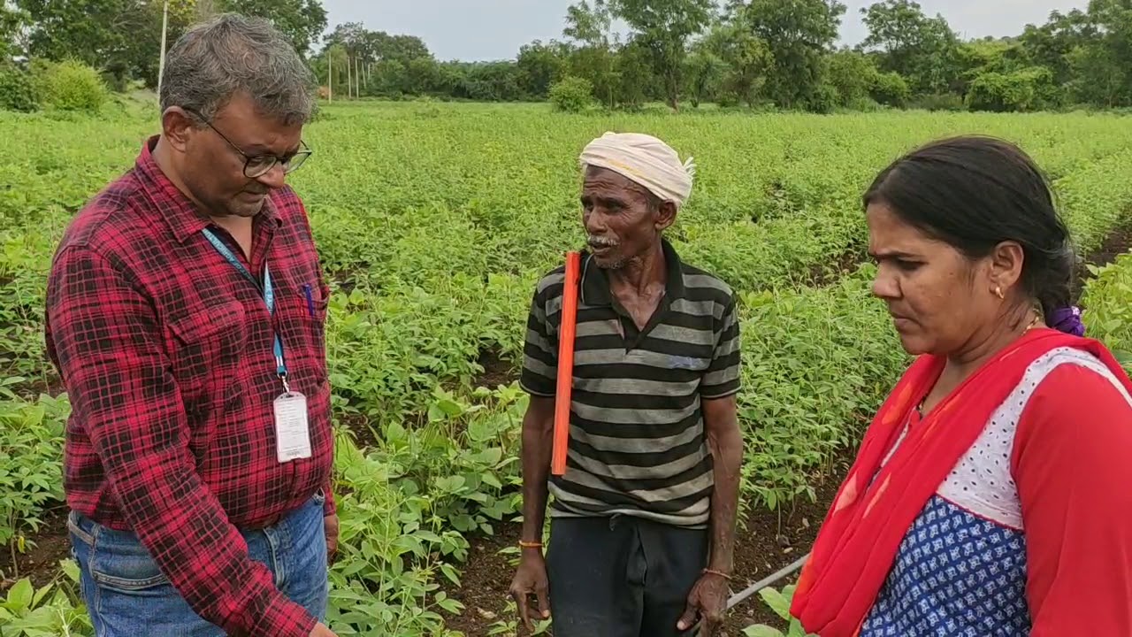 Drip irrigation in Pigeon pea HD