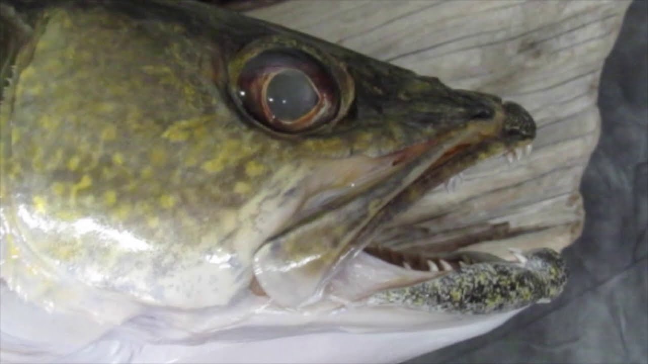 Pearlescent Ivory Pupils Verses Dark Pupils Eyes On Walleye