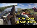 ЖОР ЩУКИ В СЕНТЯБРЕ. 25.09.2024