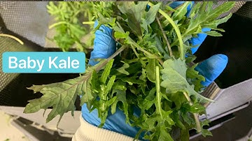 1.5lbs BABY KALE Weighing Packaging | HighTek USA’s 14 Head 7.5L Combination SALAD Multihead Weigher