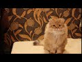 Glamour purebred british longhair kitten golden shaded color