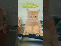 “Ranking the Funniest Lazy Cat Moments 😂🐱” #funny #cat #ranking