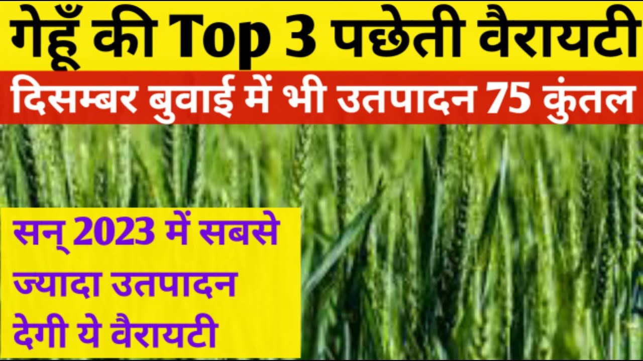 गेहूँ की Top 3 पछेती वैरायटी उतपादन 75 कुंतल / Gahu Ki Top 3 variety ...