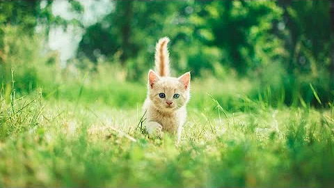 Video 11243461: cat kitten cutecat funny, kitten cutecat baby cat, cat animals kitten cutecat, cat kitten amazing