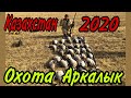 Охота в Казахстане Аркалык.Очень много гусей.Красивые налеты.Утрянка серия№1