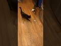 Cat Team Catches Robotic Mouse #viral #subscribe #cat #shorts #mouse #robot