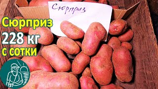 Сюрприз В Жарком Климате От Посадки До Урожая 🥔 Выращивание Картофеля 🌿 Опыт Гордеевых