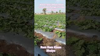 Zayad Watermelon Maskmelon Cucumber Production #agriculture #cow #travel #fpo #fpc #music #comedy