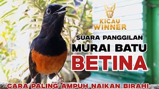 RAYUAN MAUT PEMBANGKIT EMOSI | PANCINGAN MURAI BATU JANTAN AGAR MAU BUKA PARUH
