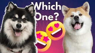 Akita VS Alaskan Malamute - Which is Better FOR YOU ? by Dog Fanatic ! 4 views 1 year ago 11 minutes, 39 seconds