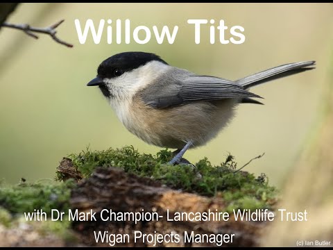 Willow Tits with Dr Mark Champion